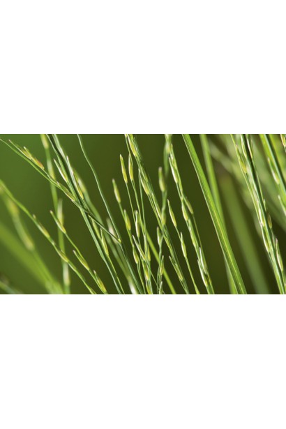 Молінія блакитна листя